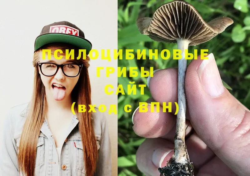 купить  сайты  мега tor  Галлюциногенные грибы Magic Shrooms  Тетюши 